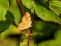 Ockergelber Blattspanner